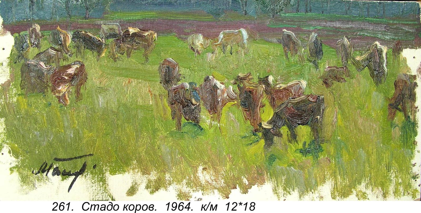 Stado Korov, 1964